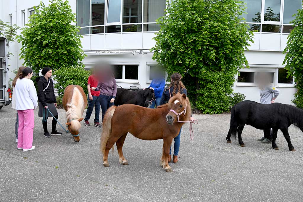 Les poneys sont enfin arrivés